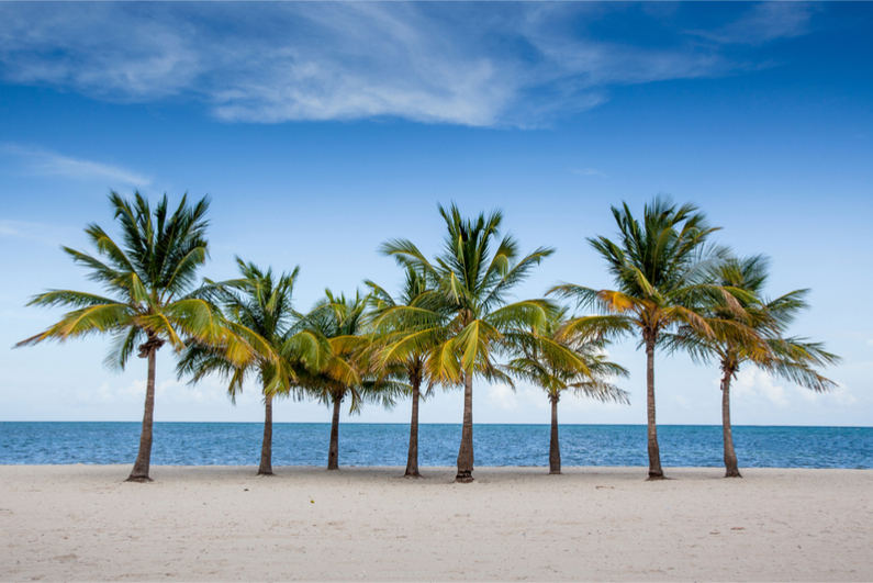 Palm trees in Florida