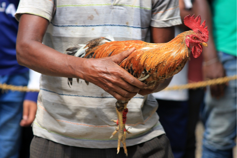 Man holding fighting rooster